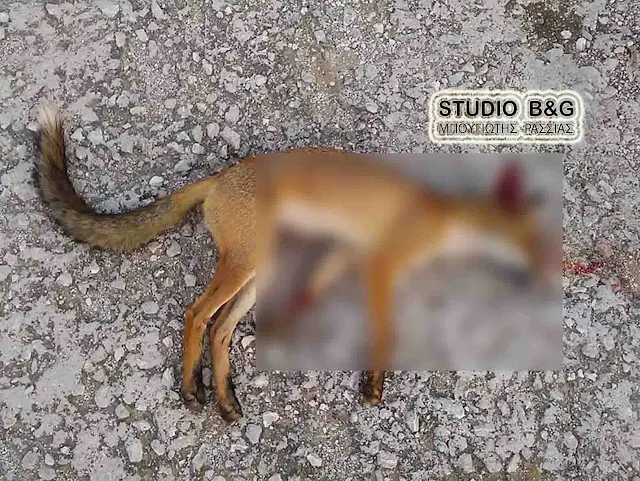 Νεκρή αλεπού σε δρόμο του Ναυπλίου 