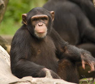 Chimpanzees Wallpapers