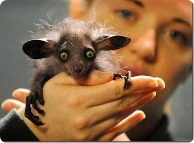 The Strangest and Rarest Animals in the World