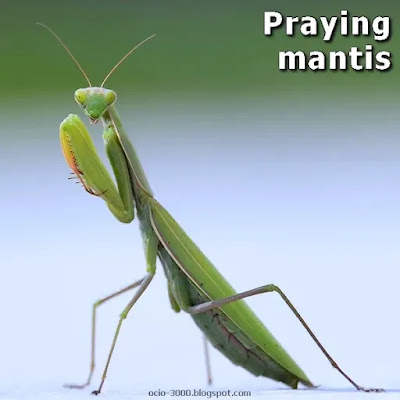 Praying mantis. One ear.
