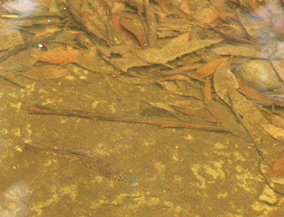 Brown Trout (Salmo trutta)