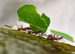 leaf cutter ants in nature, cutter ants pictures