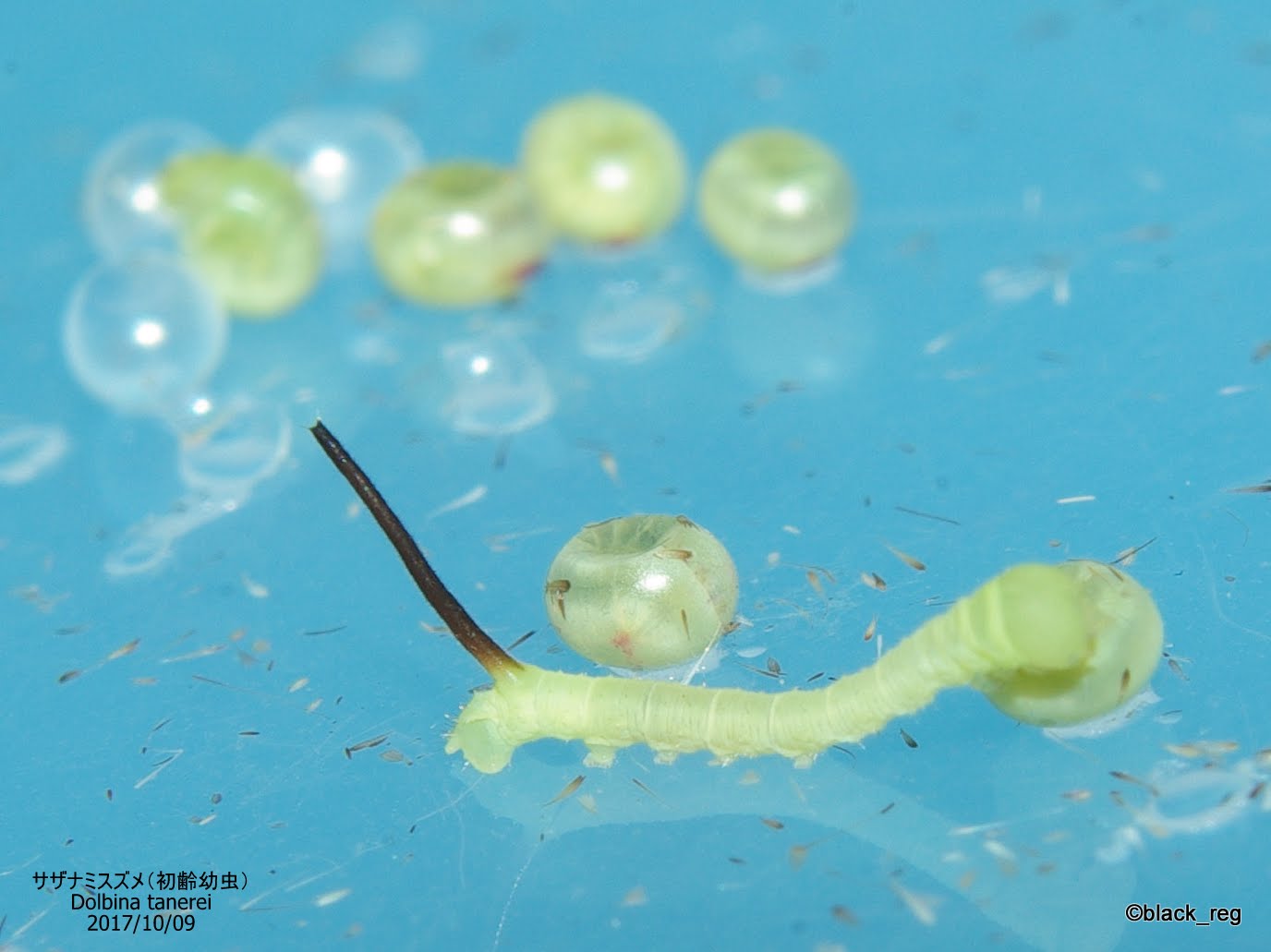四季折々 散歩中のことども サザナミスズメ 成虫 卵 幼虫 飼育日誌