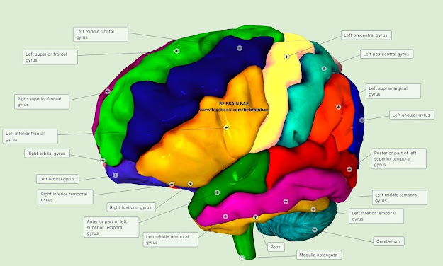 Lateral view of the brain blog neuron nazeerah