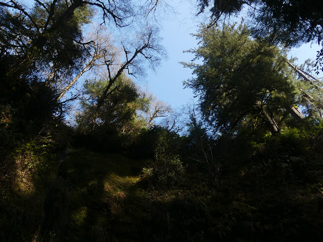 looking up at trees that start growing up above my head