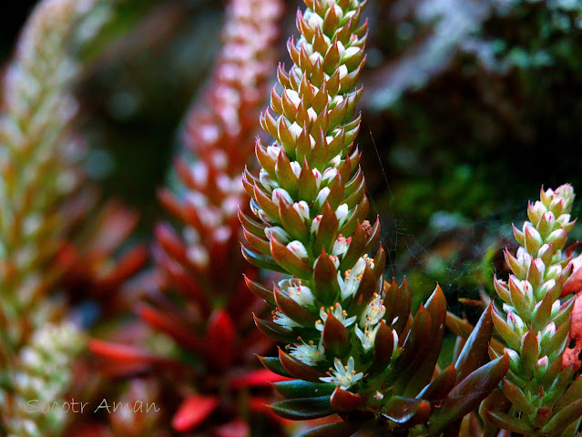 Orostachys japonica