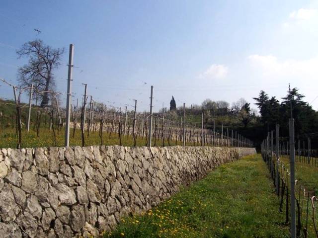 Vineyards, Valpolicella