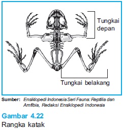 The Other Story Mekanisme Gerak pada Hewan  Vertebrata 