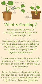 What is grafting?