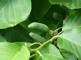 Magnolia x 'Elisabeth' - Magnolia x brooklynensis 'Elizabeth' - Magnolia acuminata x M. denudata