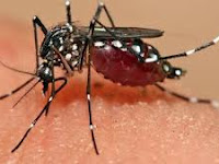 Ternyata Nyamuk Lebih Tertarik dengan Darah Wanita Hamil