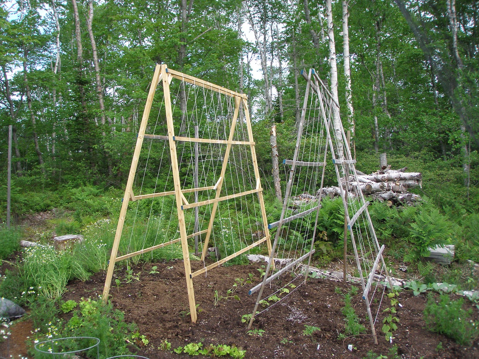 A+frame+trellis