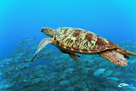 Sea Turtle Swimming With a School of Fish