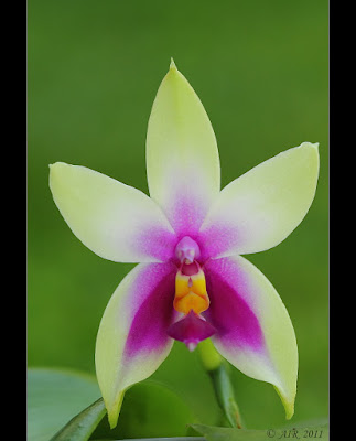 Phalaenopsis bellina