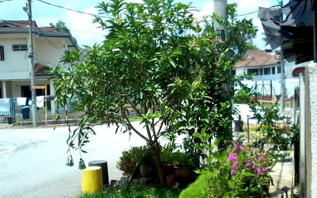 Pokok Buah-Buahan Di Taman Perumahan