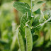 Top best species of vegetables of the world