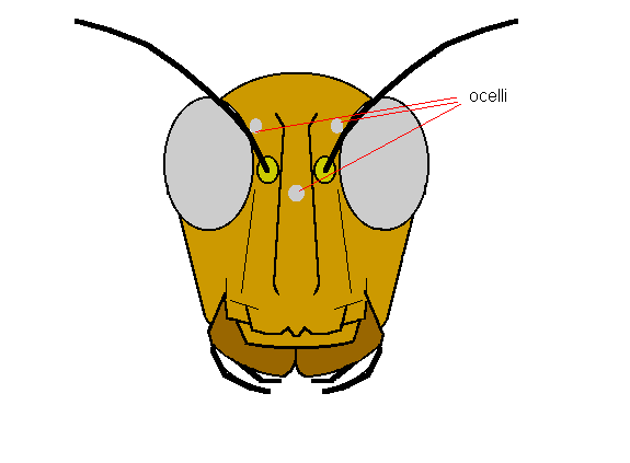 Earthworm Diagram Labeled. httpdiagram earthworm