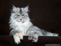 Maine Coon, Baka Kucing Terbesar Di Dunia!