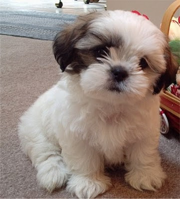 Cute Shih Tzu Puppy