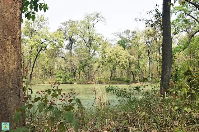 Parque Nacional de Bardia, Nepal