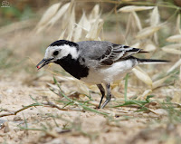 Lavandera blanca o aguzanieves (Motacilla alba)