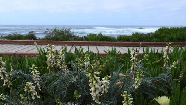 Day 12 - Sierra to Pacific (CA 198, US 101, Pacific Coast Highway)