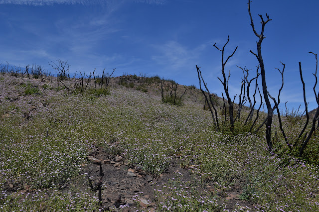 thin purple carpet on a slope