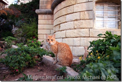 feral cat in Malta