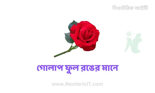 Rose Flower Color Meaning - What Color Rose Flower Indicates - rose-means-flower-color - NeotericIT.com