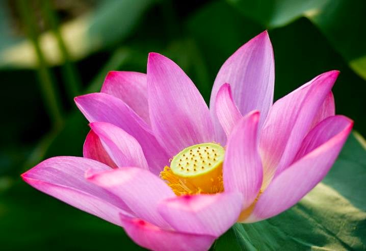 Chùm thơ hay và hình ảnh đẹp về Hoa Sen hình ảnh hoa sen có nhụy vàng