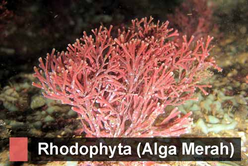 Rhodophyta (Alga/gangang Merah): Pengertian, Ciri, Reproduksi, Contoh dan Peranan bagi Kehidupan