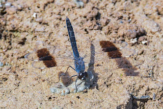 libelula-franjinegra-brachythemis-impartita-macho-posado-