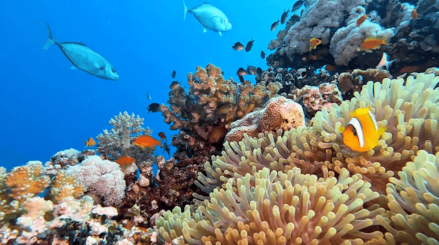 Wadi Lahami Red Sea Diving Safari