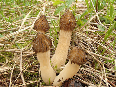 grzyby 2017, grzyby wiosenne, grzyby w maju, Mitrophora semilibera mitrówka półwolna, Laetiporus sulphureus żółciak siarkowy