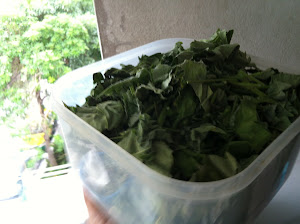 ต้นครอบจักรวาล