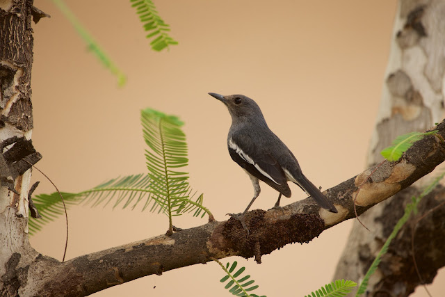 Oriental Magpie-Robin (दहियर, काली सुई चिड़िया) - Copsychus saularis - Ashutosh Jhureley