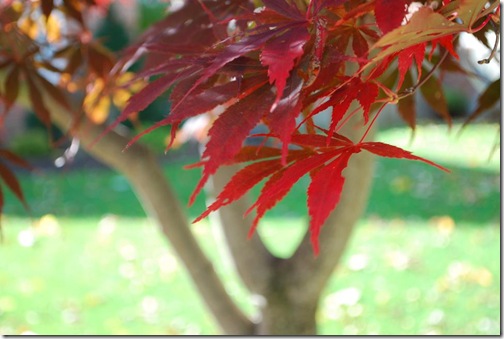 RS red leaves close