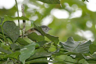 Fraser's Hill International Bird Race - 2008