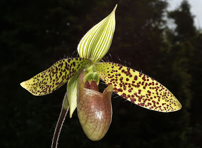 Grow and care Paphiopedilum sukhakulii orchid - Sukhakul's Paphiopedilum