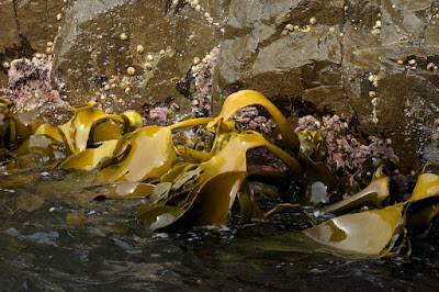 Kelp (Macrocystis sp)