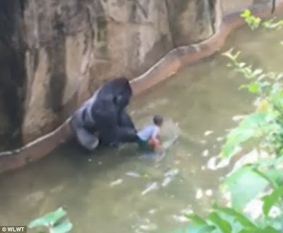 Cincinnati gorilla