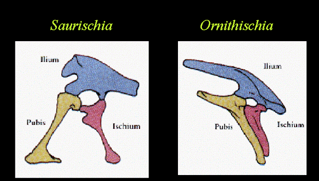 Saurischia