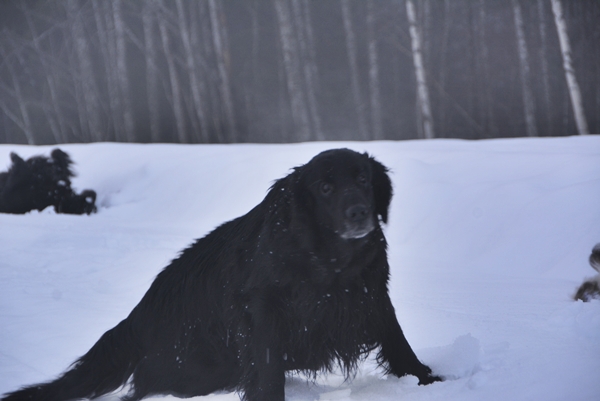 flat coated retriever