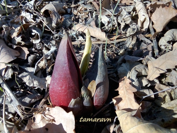 Связноплодник почколистный (Symplocarpus renifolius)