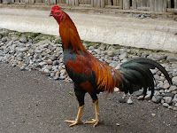 ayam balenggek