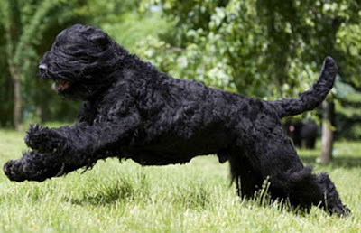 Sobaka Stalina, Terrier Gigante, Terrier Negro