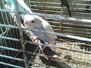 Ubat Ayam + Mencari Burung Budgie  Jiwa Niaga