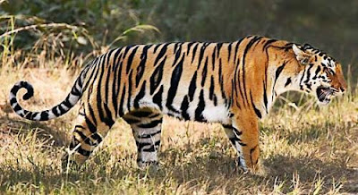 cool facts about tigers
