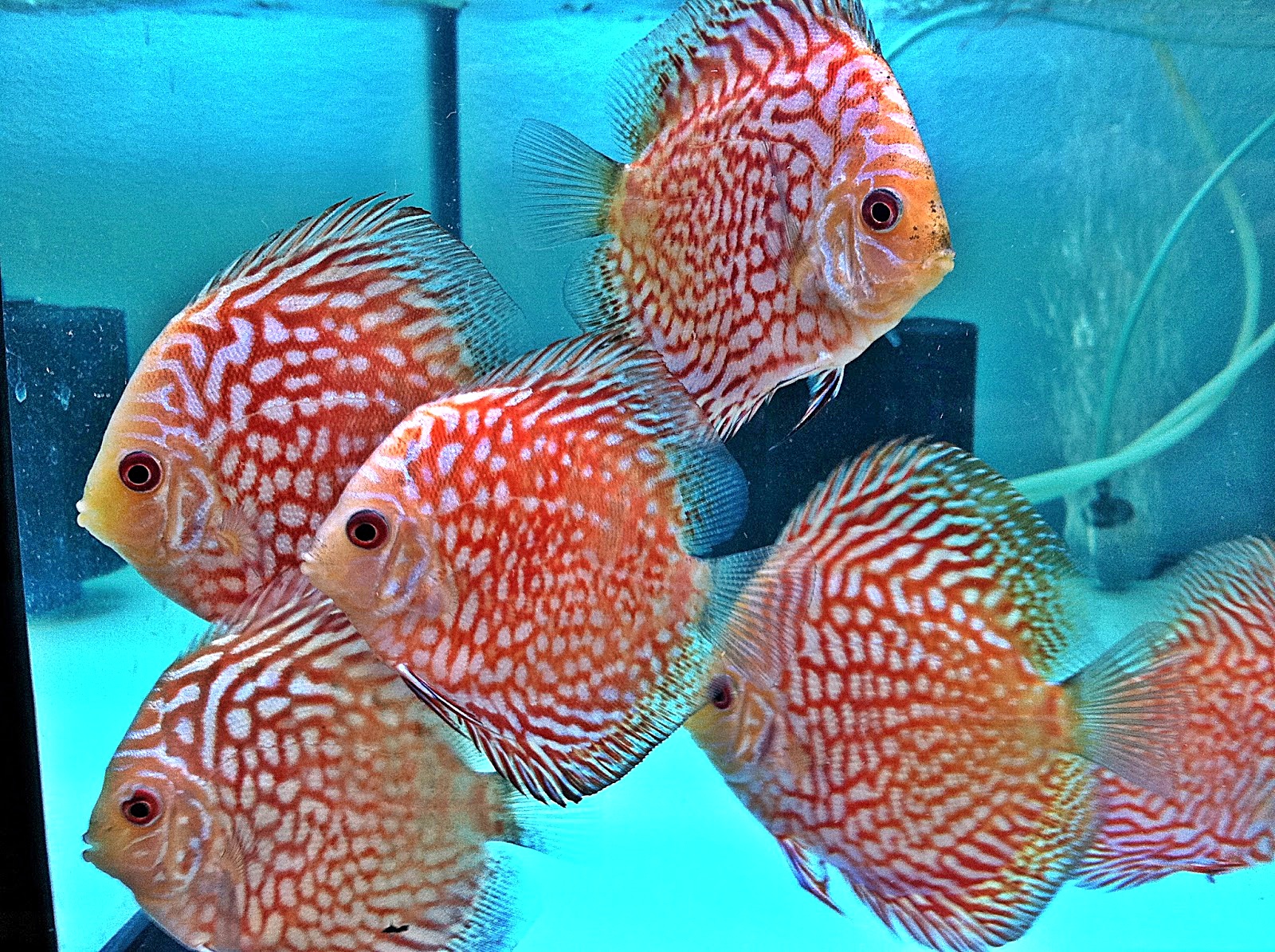 Mengenal Ikan discus Dunia Air