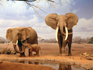 Elephants Wallpapers